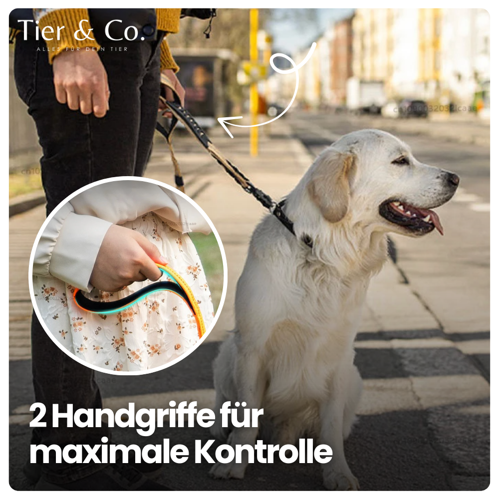 4-in-1 Bungee-Hundeleine – Stoßdämpfend, reflektierend & extra robust