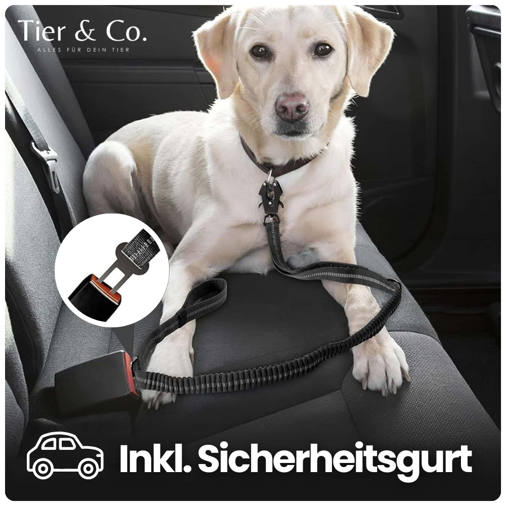 4-in-1 Bungee-Hundeleine – Stoßdämpfend, reflektierend & extra robust