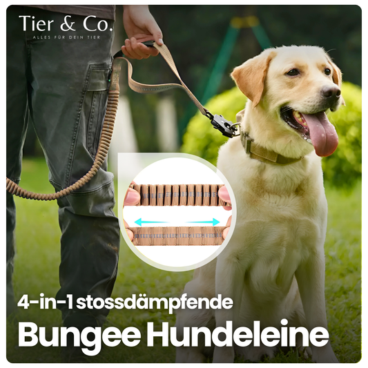 4-in-1 Bungee-Hundeleine – Stoßdämpfend, reflektierend & extra robust