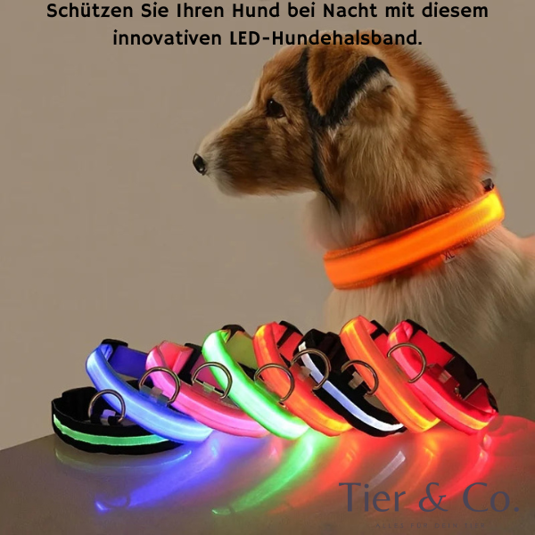 LED - Hundehalsband